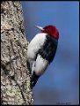_7SB3938 red-headed woodpecker